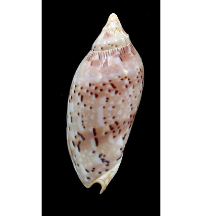 pulchra  78,0mm