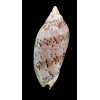 pulchra  78,0mm