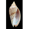 pulchra  78,0mm