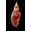 cloveriana 81,0mm