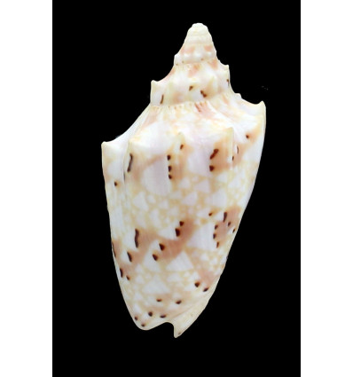 pulchra woolacottae 68,6mm
