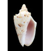 pulchra woolacottae 68,6mm