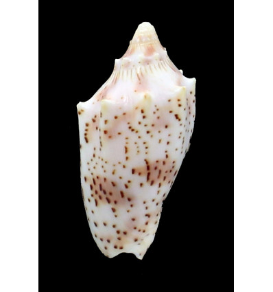 puclra peristica 56,0mm