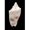 puclra peristica 56,0mm