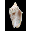 puclra peristica 56,0mm