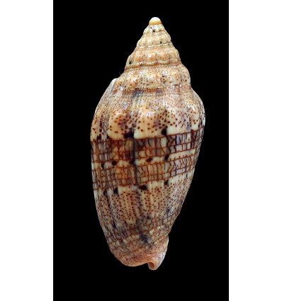 polypleura dermacoi 68,5mm