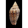 polypleura dermacoi 68,5mm