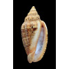 polypleura dermacoi 68,5mm