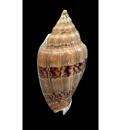 polypleura dermacoi 64,0mm