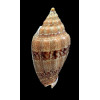polypleura dermacoi 64,0mm