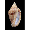 polypleura dermacoi 64,0mm