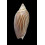ellioti 70,0mm SUPERB