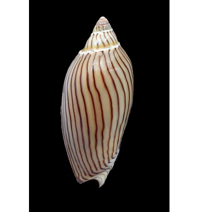 ellioti 70,0mm SUPERB