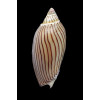 ellioti 70,0mm SUPERB