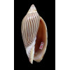ellioti 70,0mm SUPERB