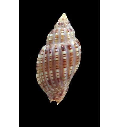 archeri 35,0mm RARE