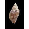 archeri 35,0mm RARE