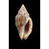 archeri 35,0mm RARE