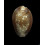 caputserpentis caputanguis 42,5mm