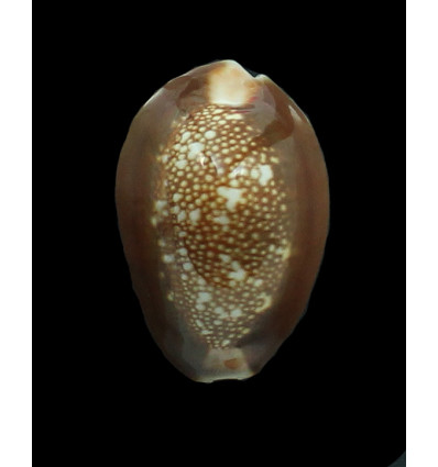 caputserpentis caputanguis 42,5mm