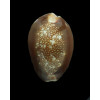 caputserpentis caputanguis 42,5mm