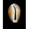 caputserpentis caputanguis 42,5mm