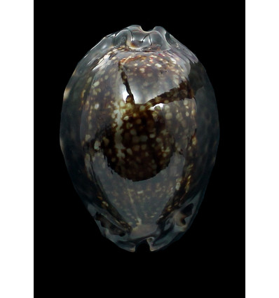 maculifera 65,5mm DARK