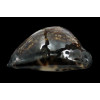maculifera 65,5mm DARK