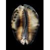 maculifera 65,5mm DARK