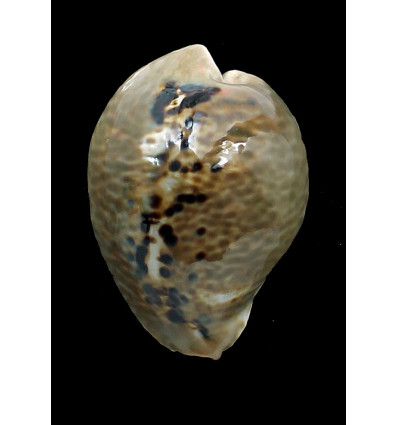 mus 63,0mm DARK