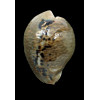 mus 63,0mm DARK