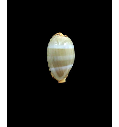lutea 22,0mm SP