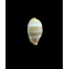lutea 22,0mm SP