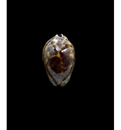 stercoraria 40,0mm DWARF
