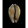 stercoraria 40,0mm DWARF