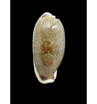 cylindrica lenella 49,0mm
