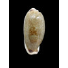 cylindrica lenella 49,0mm