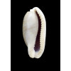 cylindrica lenella 49,0mm