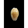 acicularis 28,0mm BIG