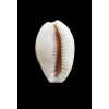 acicularis 28,0mm BIG