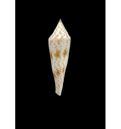 hopwoodi 31,0mm