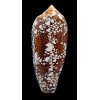 aulicus 130,0mm NC