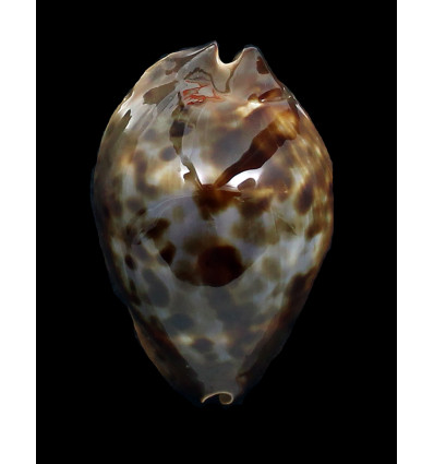 jeaniana sherylae 65,0mm