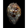 jeaniana sherylae 65,0mm