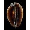 jeaniana sherylae 65,0mm