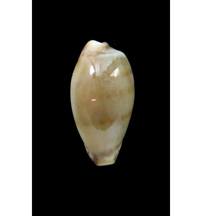 musumea 16,0mm RARE