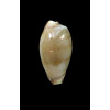 musumea 16,0mm RARE