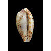 musumea 16,0mm RARE