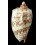 rossiniana 136,0mm RARE