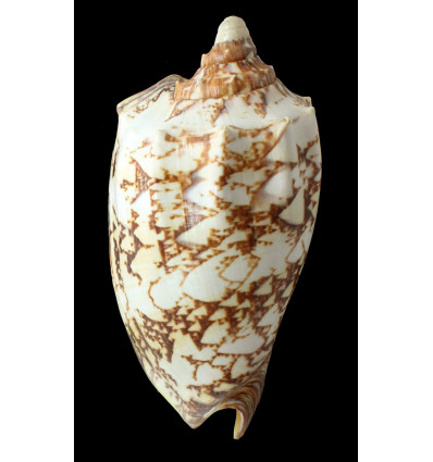 rossiniana 136,0mm RARE